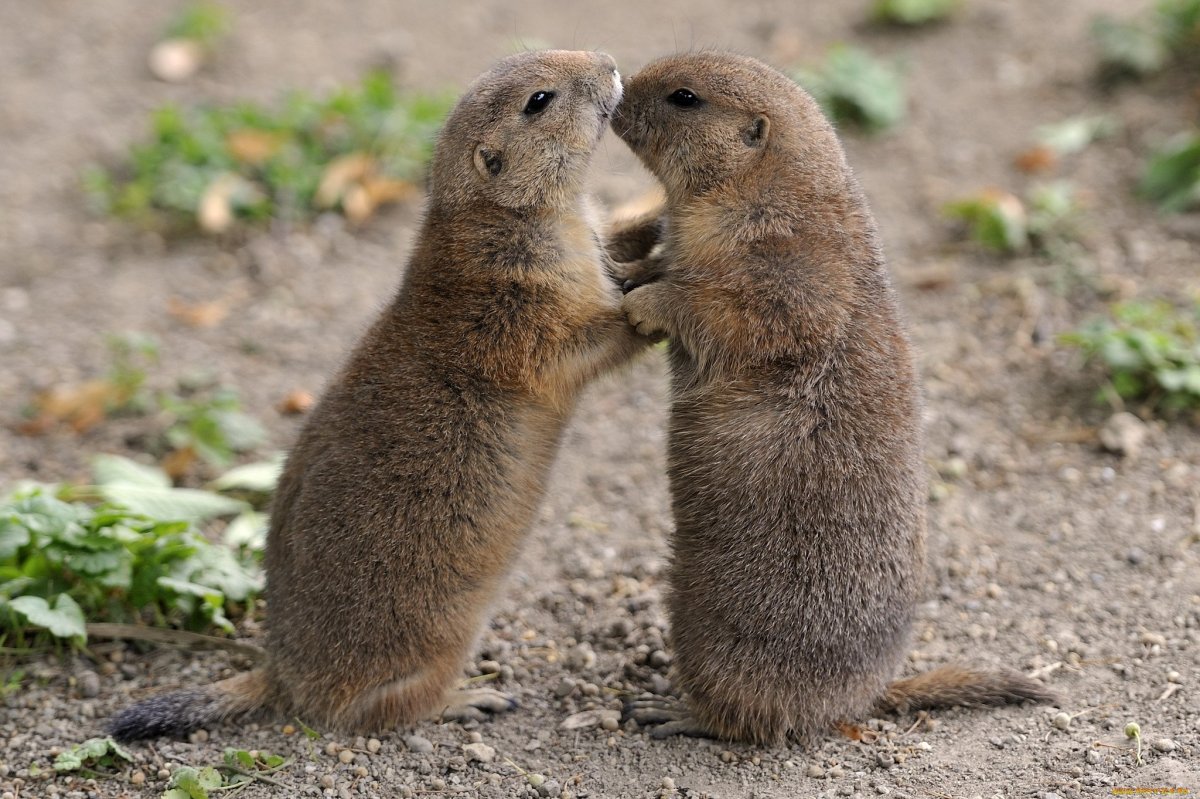 Спаривание Сурков