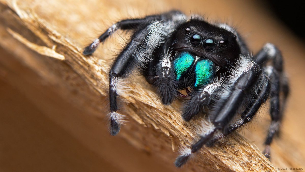 Phidippus Audax (паук-скакун)