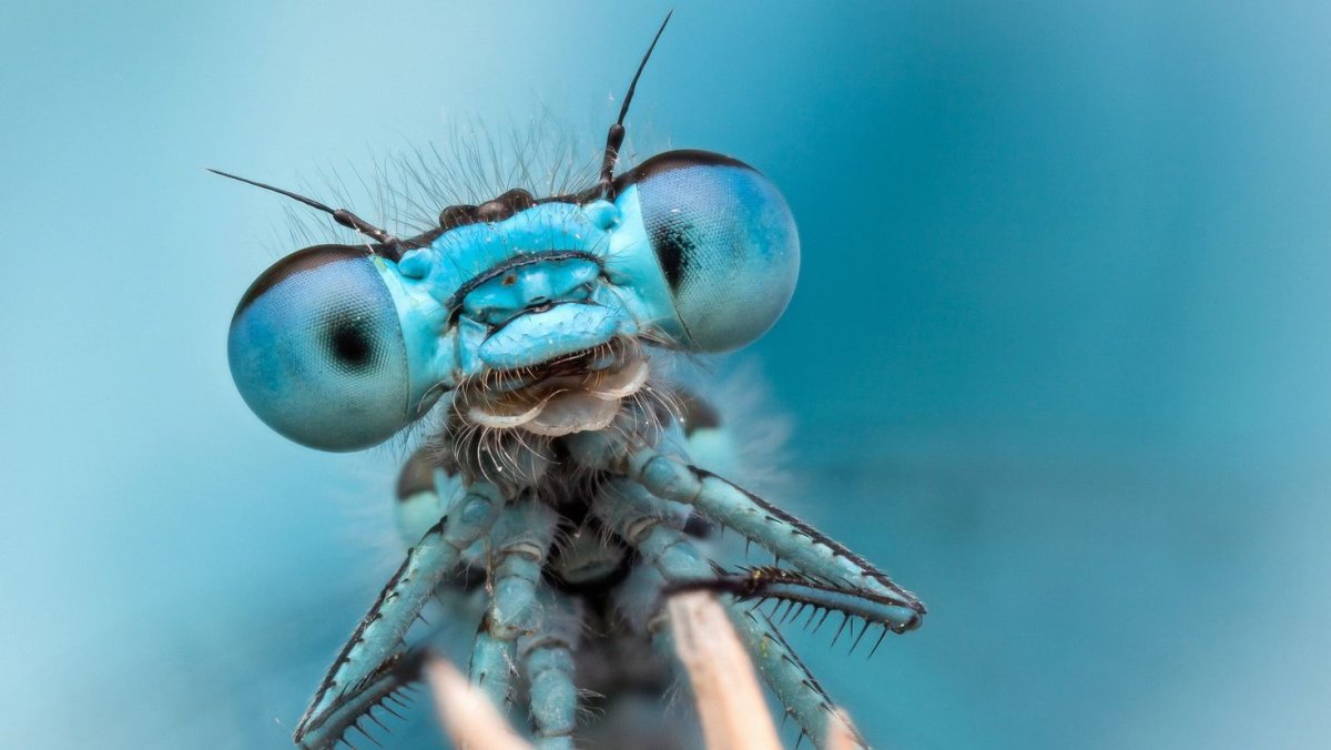 Необычные Стрекозы