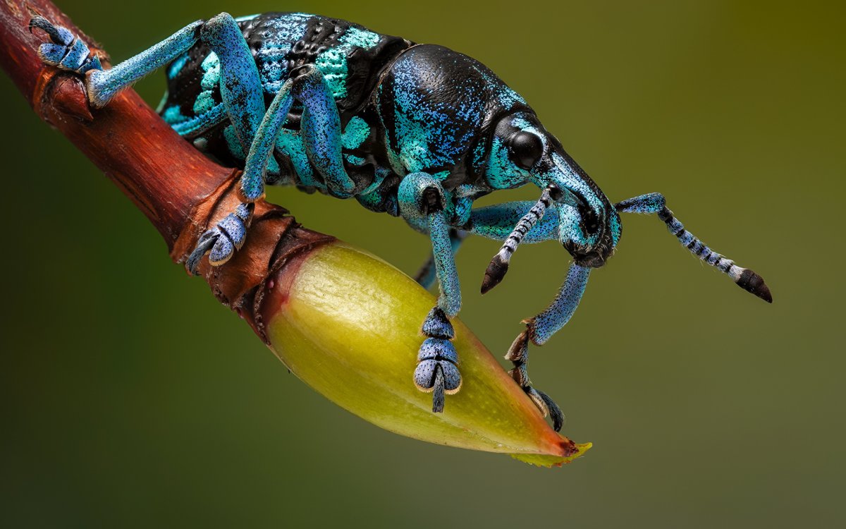 Жук Эуфолюс