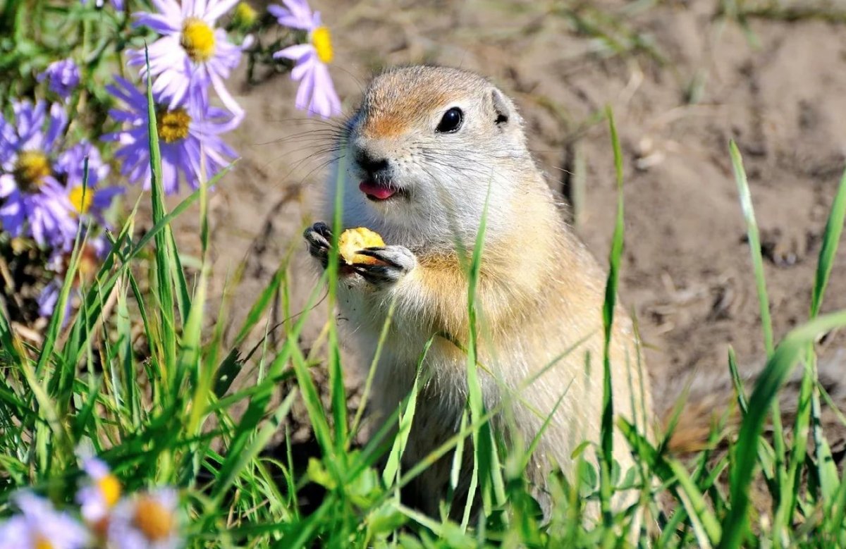 Крымский Степной суслик