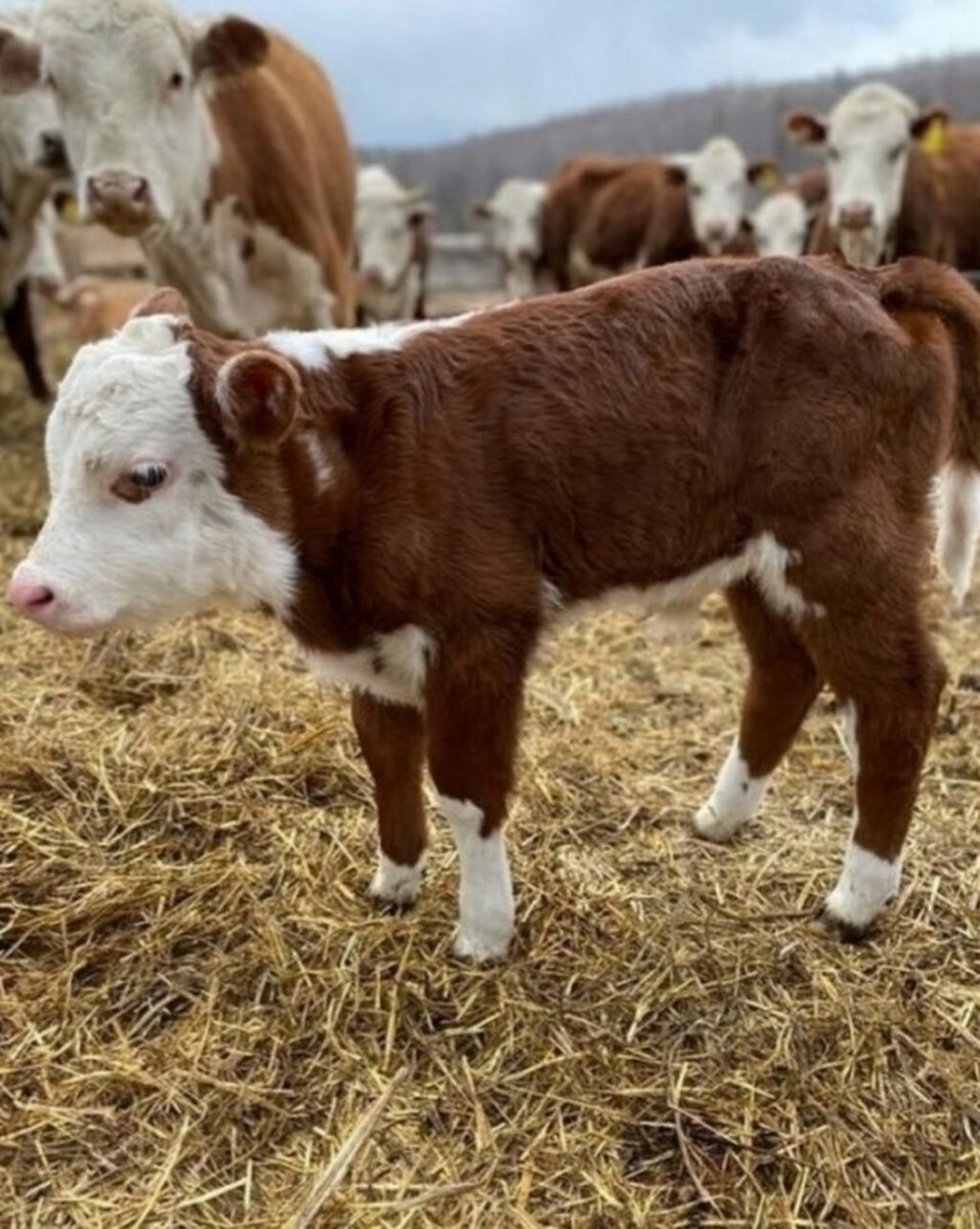 Порода КРС Герефорд