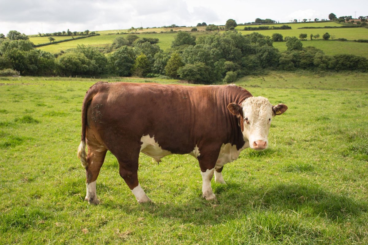 Порода Быков Герефорд