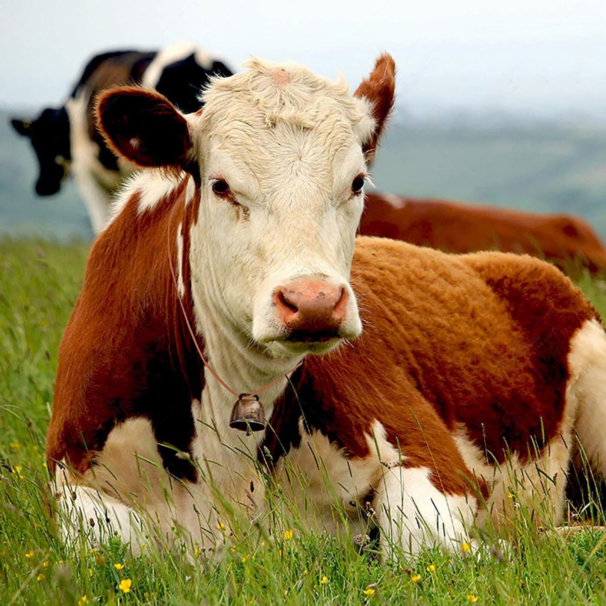 Фото коровы x,m