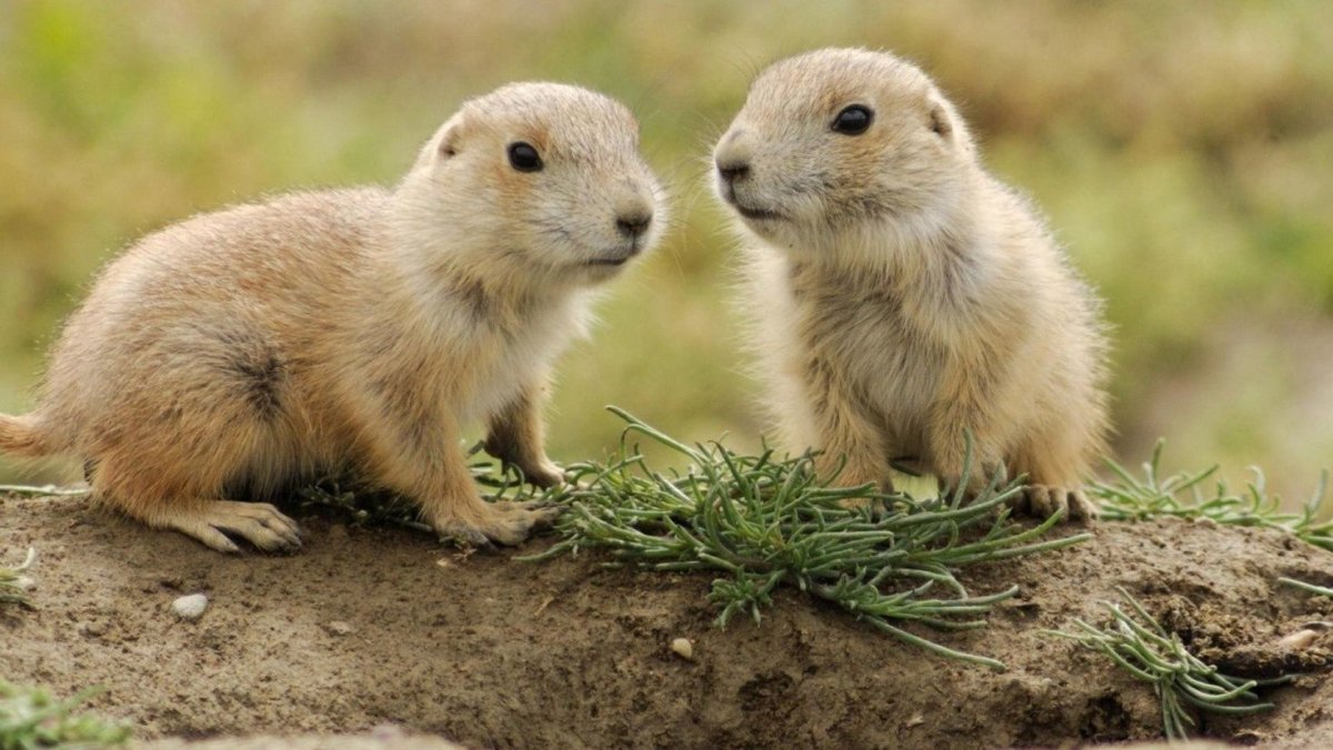 Сурок Байбак детеныш