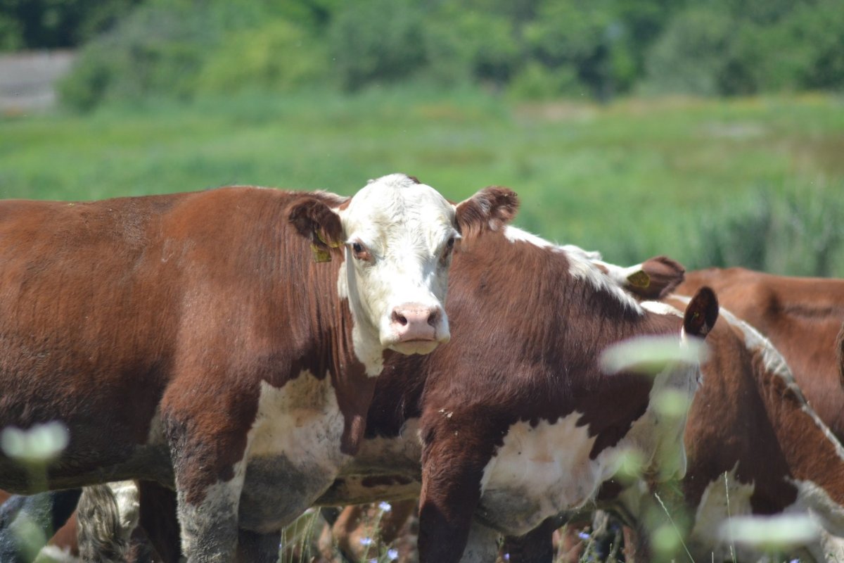 Лабинск животноводство Герефорды