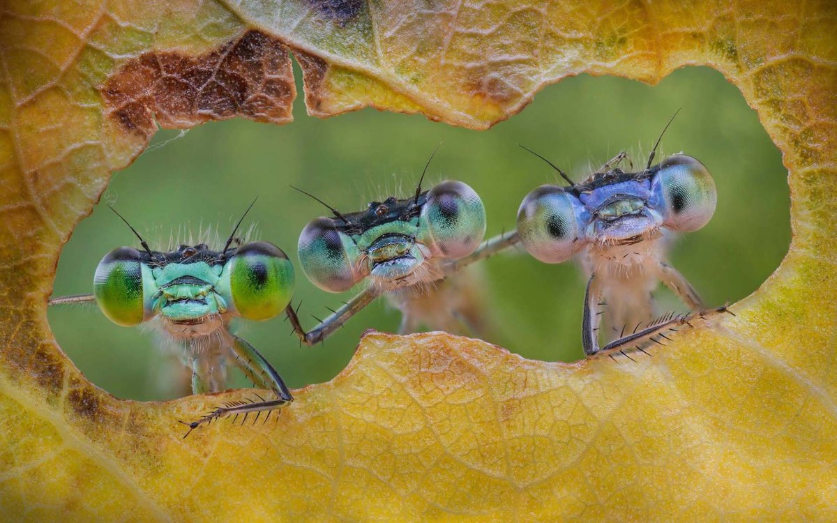 Приколы с насекомыми