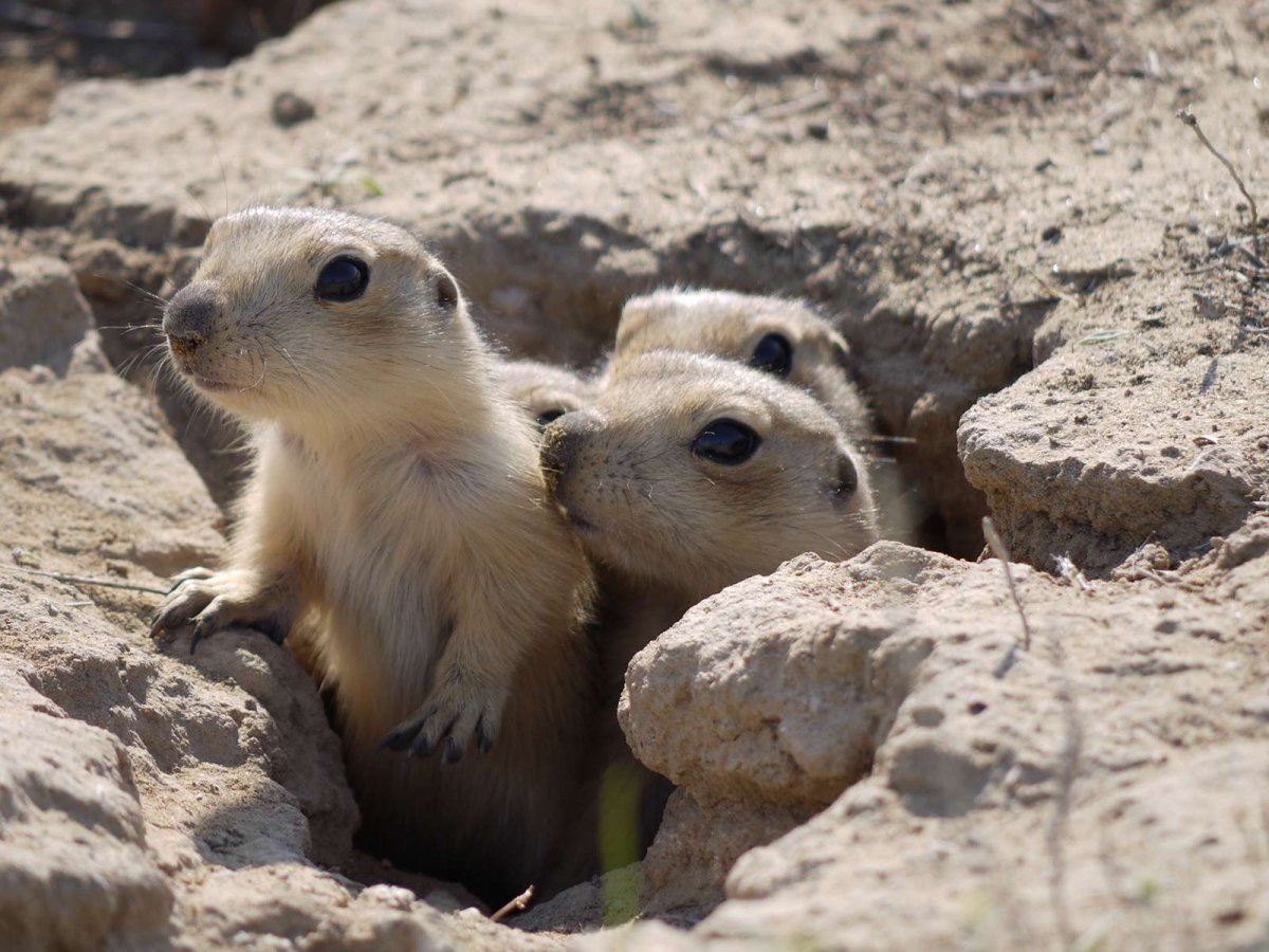Норы луговых собачек
