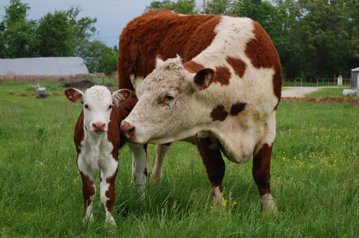 Корова с теленком Герефорд порода