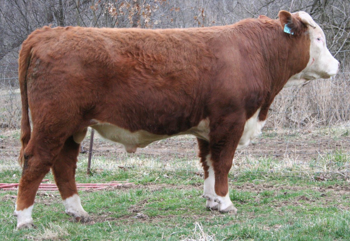 Порода КРС Герефорд