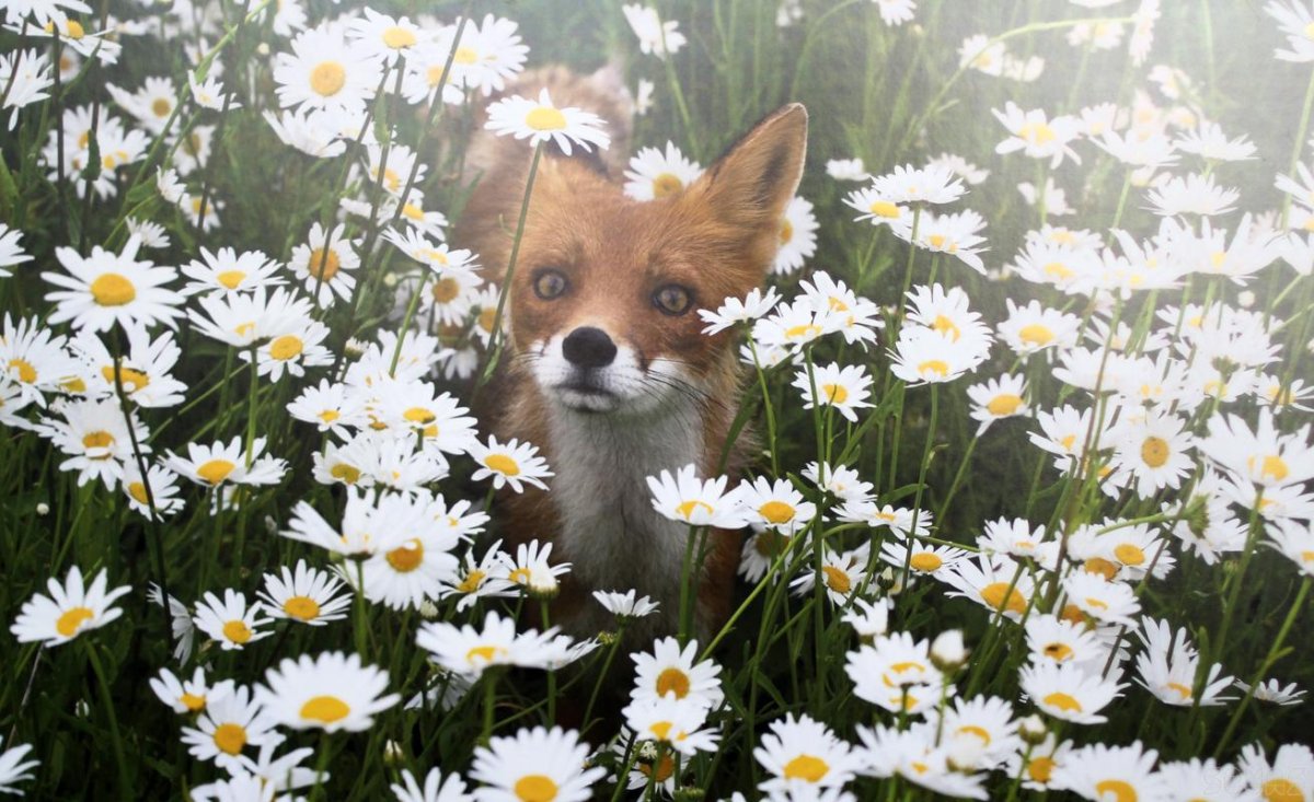 Геннадий Юсин фотограф