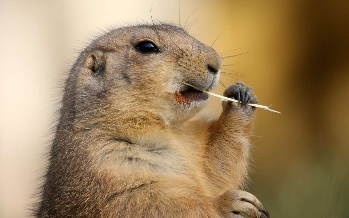 Суслик Байбак