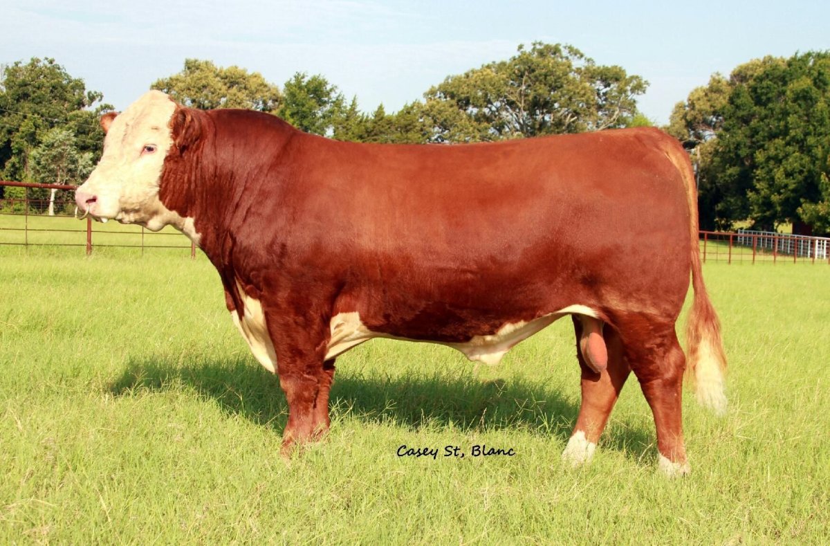 Симментал корова