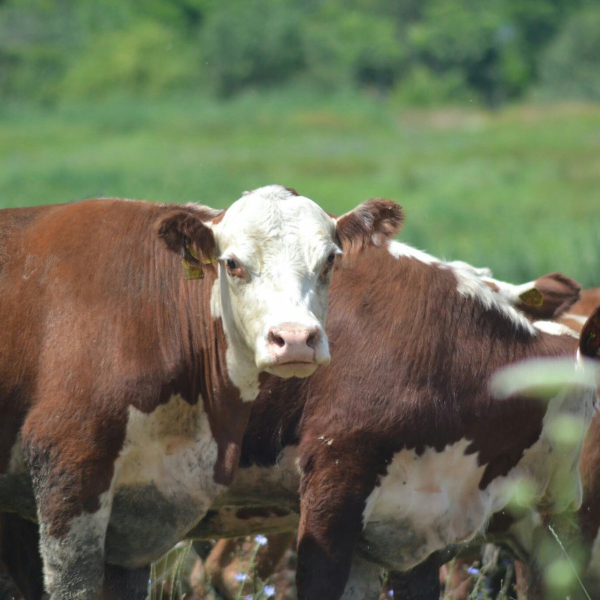 Мясная корова