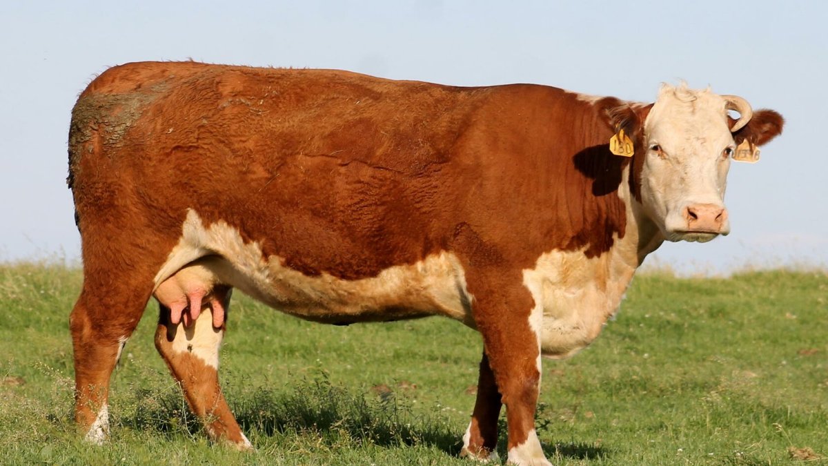 Mojo Херефордская корова, пасущаяся 387067