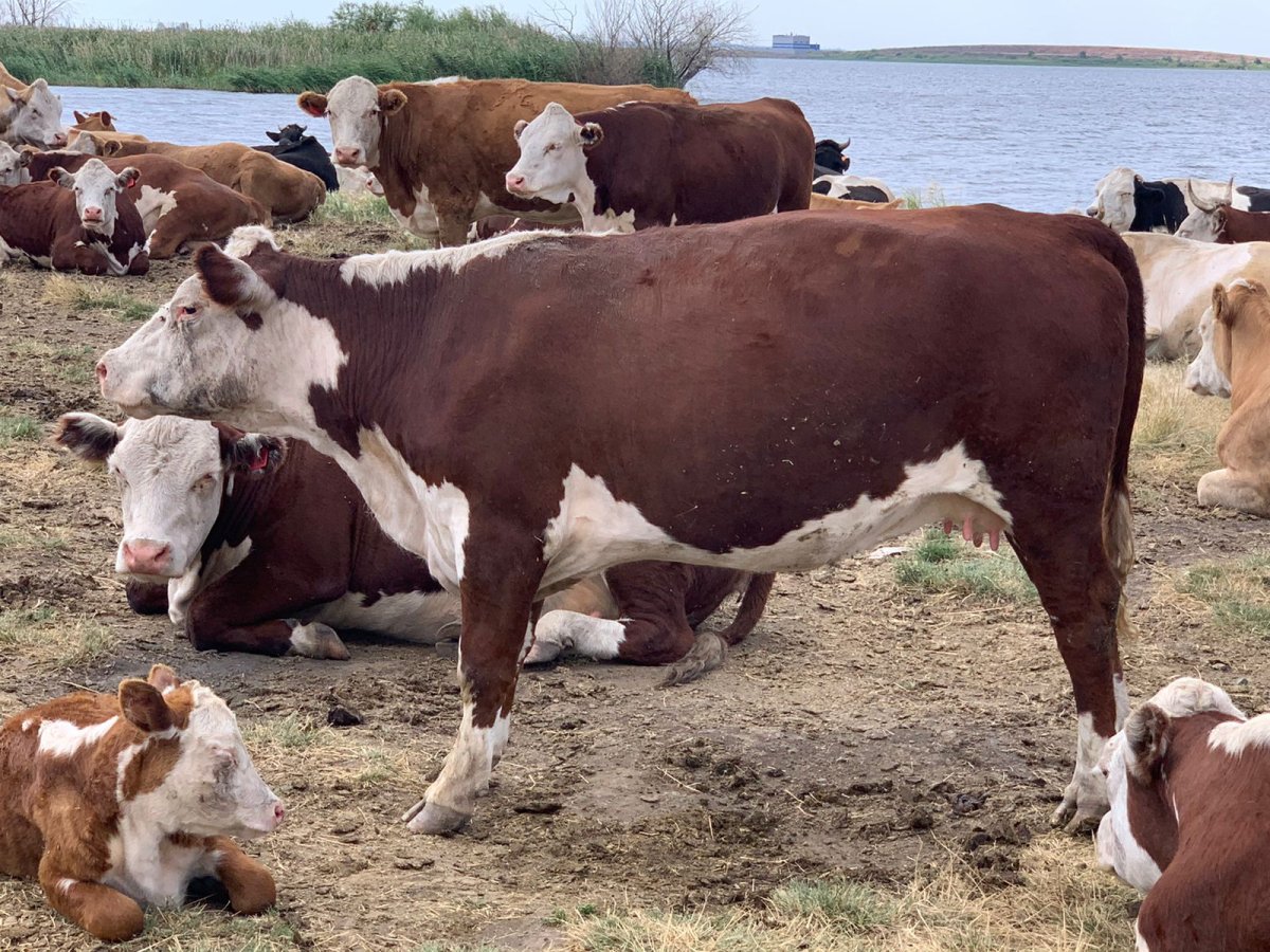 Герефорды нетели племенные