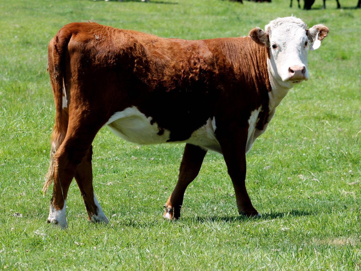 КФХ Герефорд коровы Герефорды