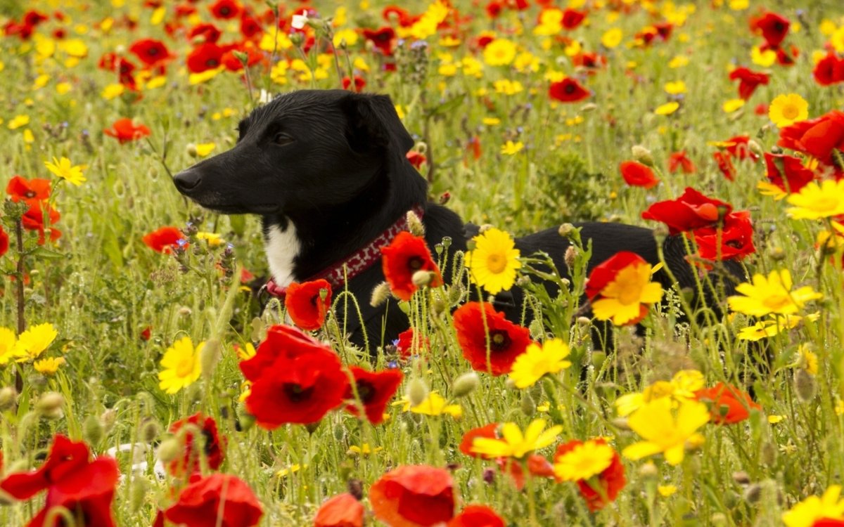 Поле цветов и животные