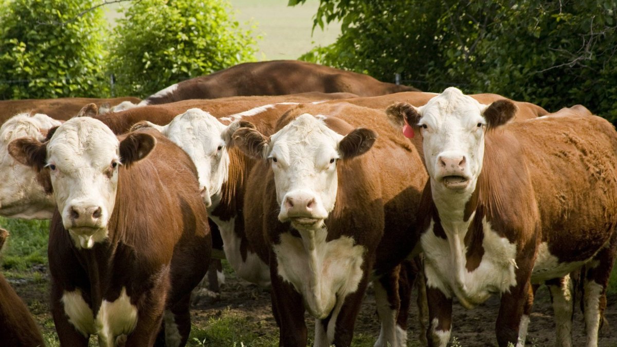 КРС герефордская порода СПК Родина