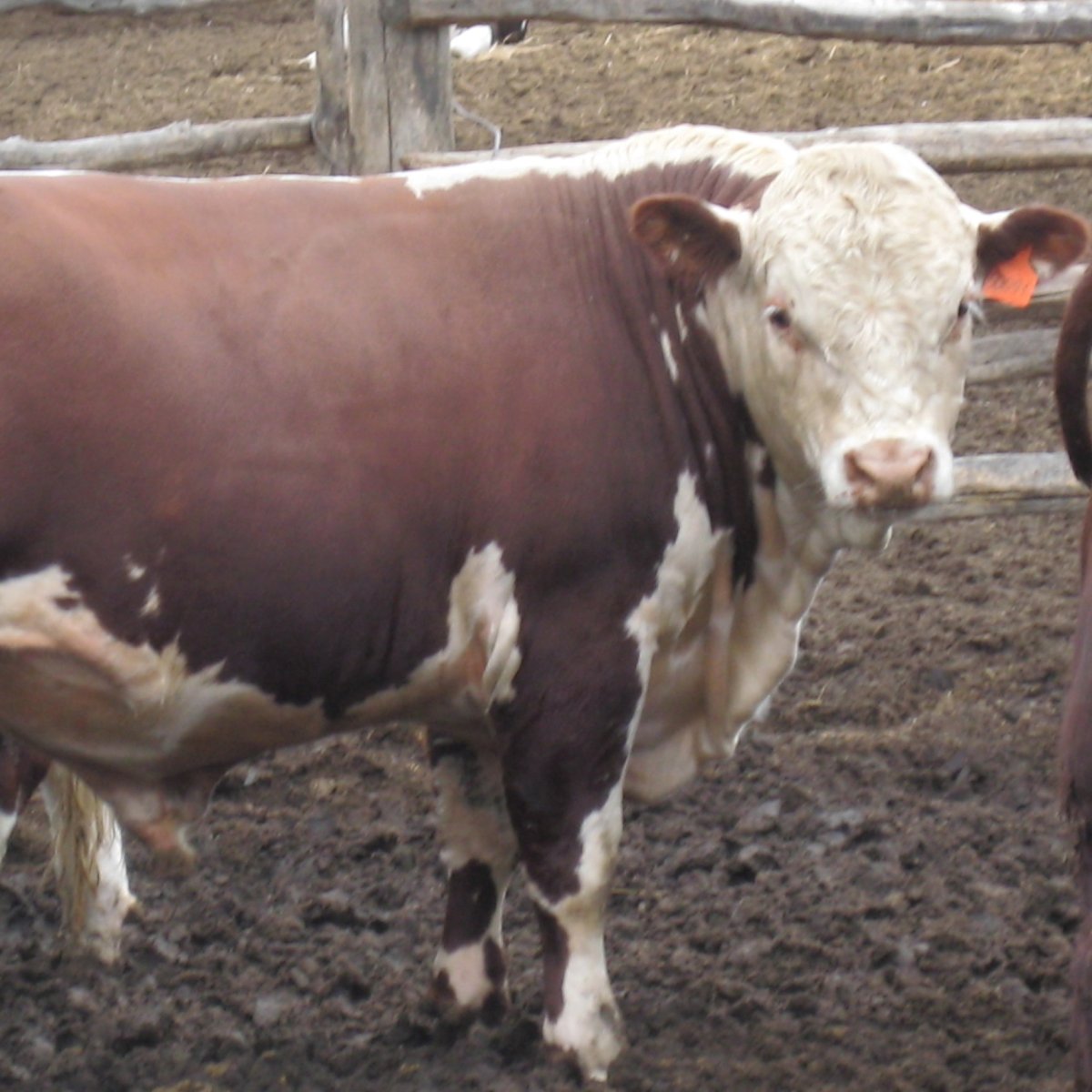 Schleich бык Герефорд