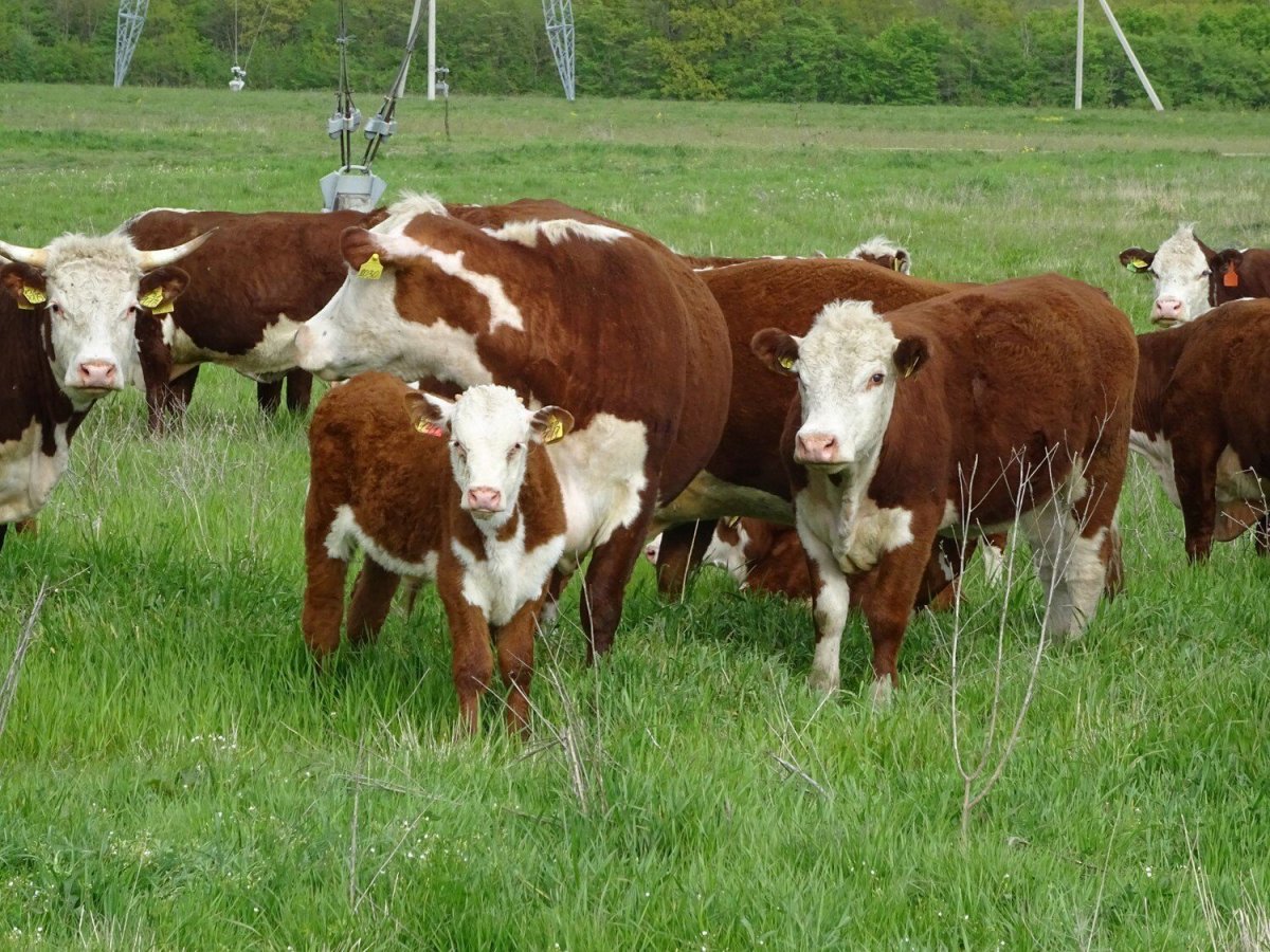 Beef Cattle