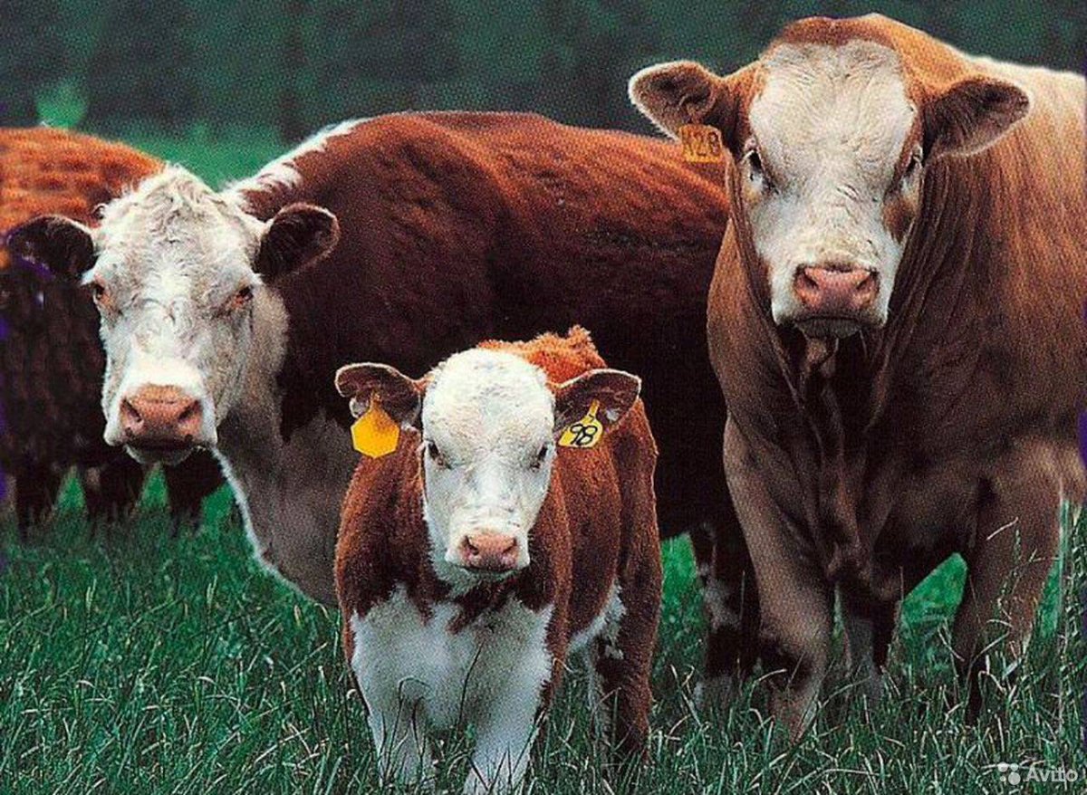 Герефорд КРС