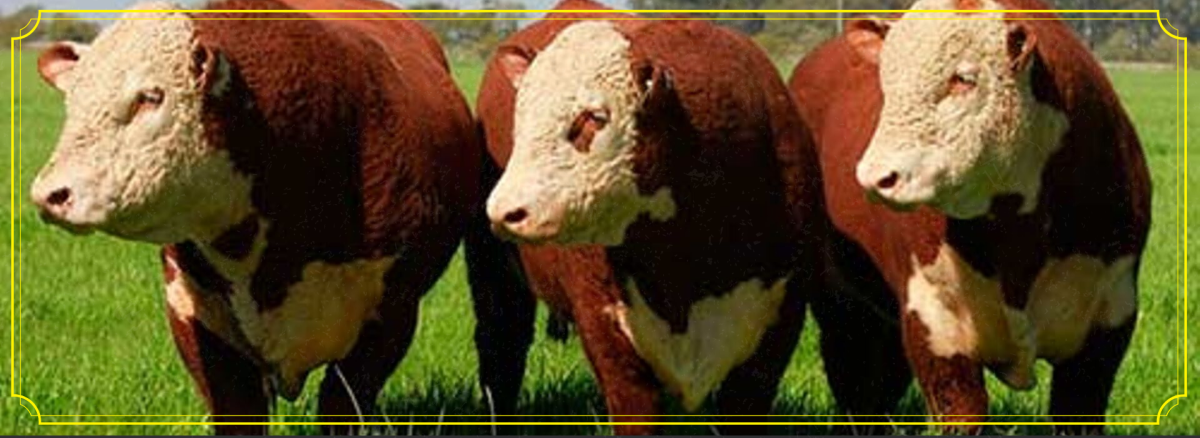 Порода Быков Герефорд