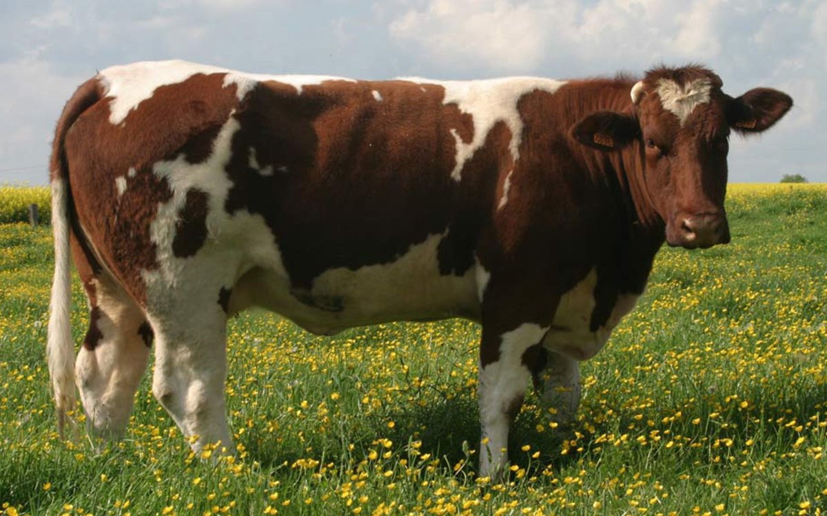 Герефордская порода коров корова