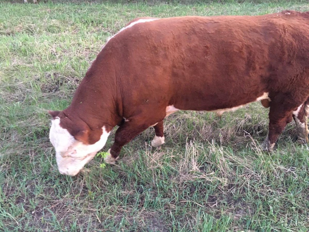 Порода КРС Вилфрид