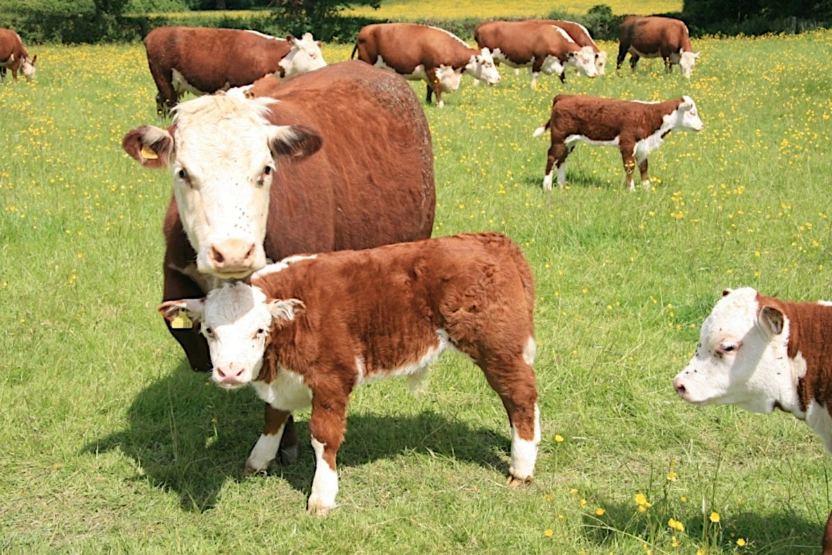 Порода коров Герефорд