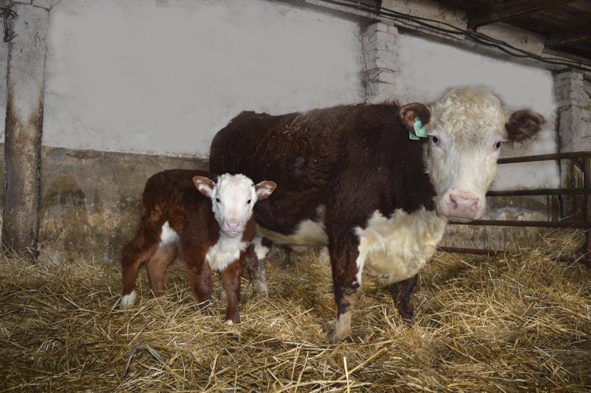 Ангус Голштинская Герефорд