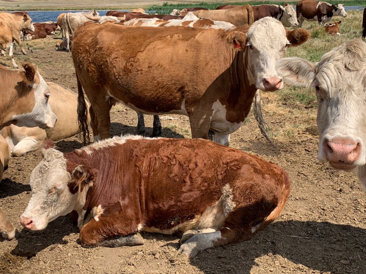 Коровы Герефорд казахская белоголовая