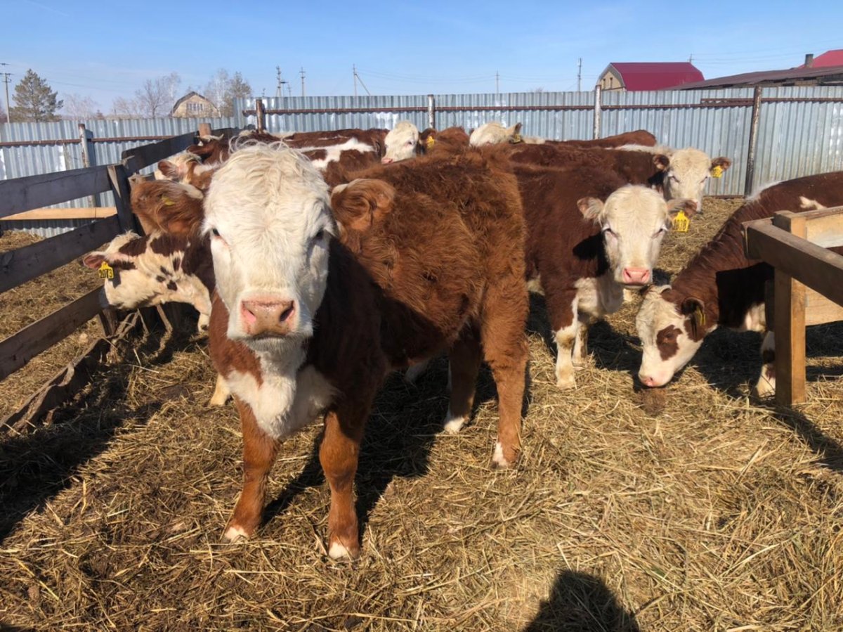 Коровы телята Герефорды