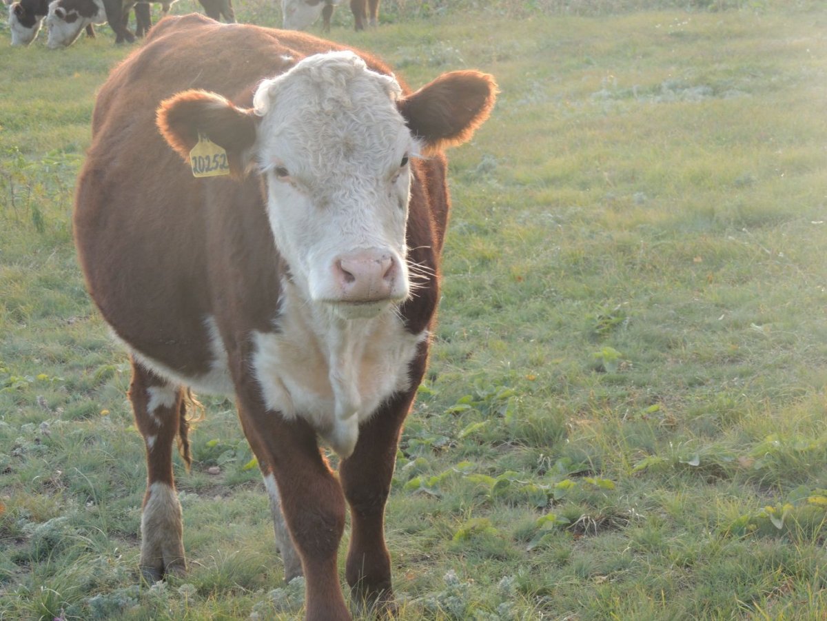 Бык казахской белоголовой породы