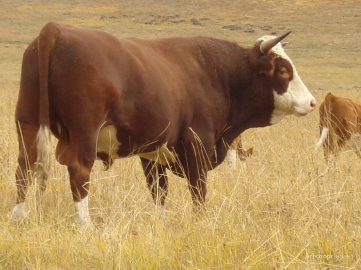 Телята Герефорды кольцо