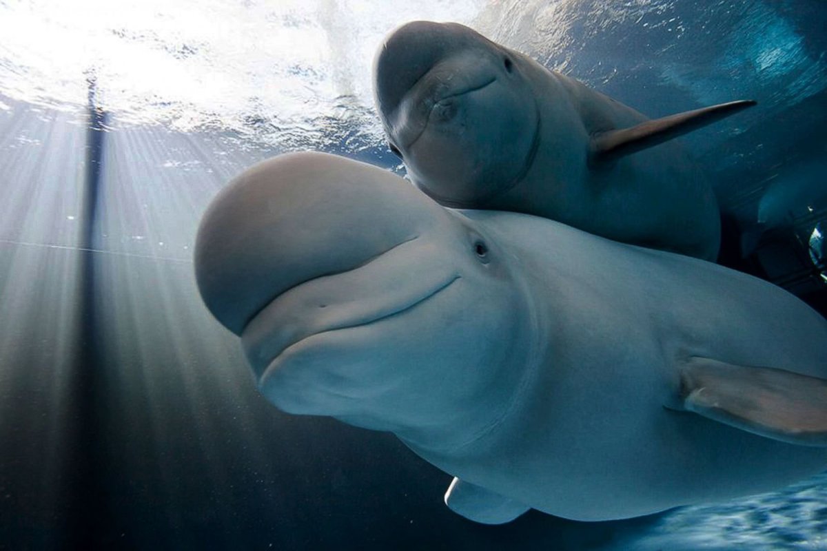 Белуха Дельфин детеныш
