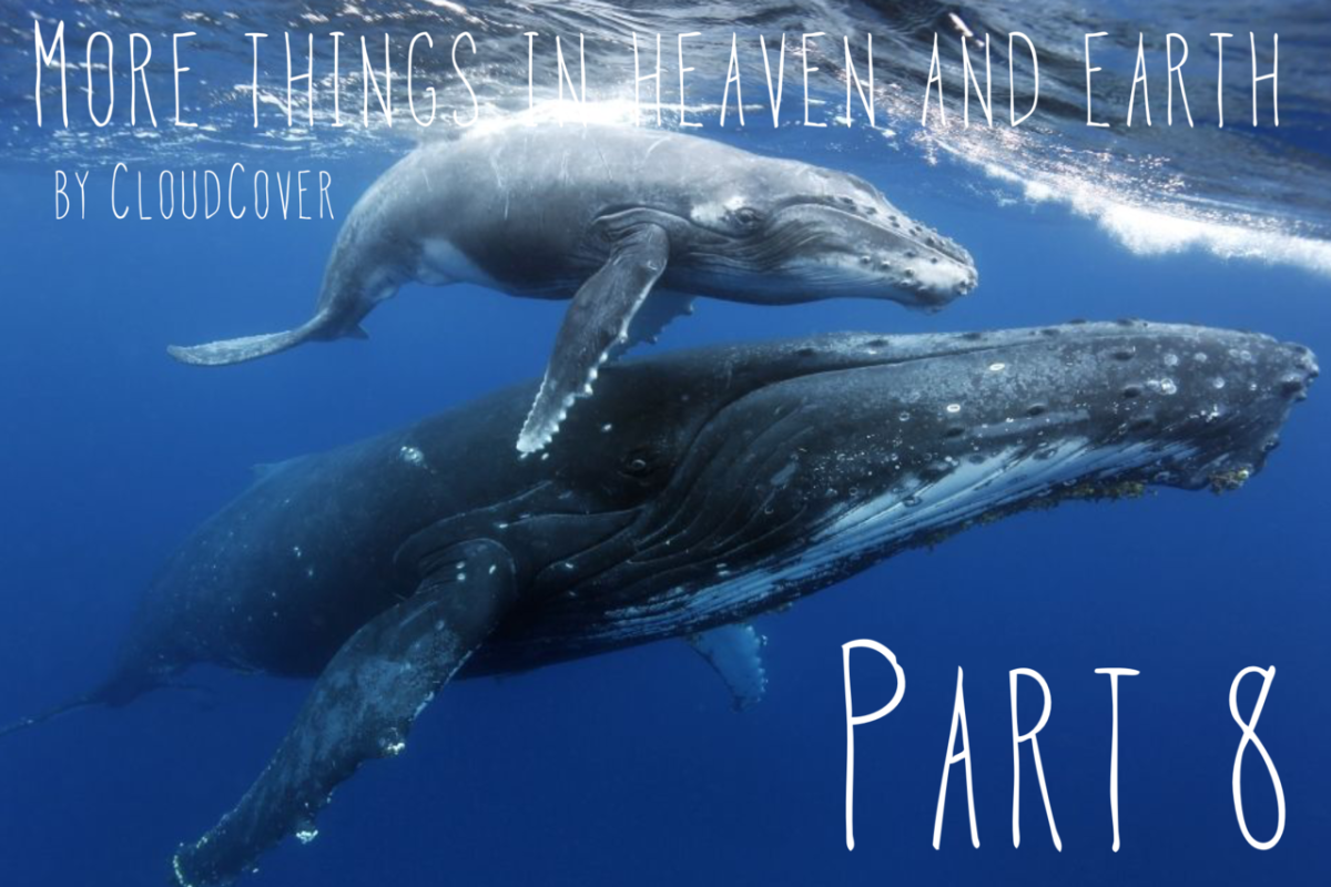 Морские млекопитающие киты