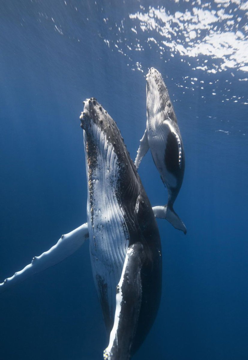 Черноморская Афалина