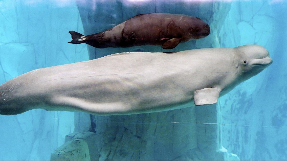 Новорожденная Белуха