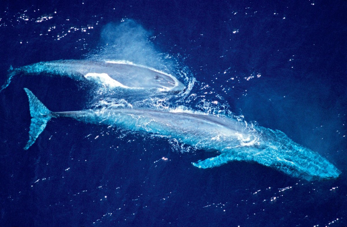 Китенок касатки