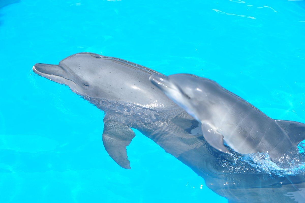 Голубой кит и горбатый кит