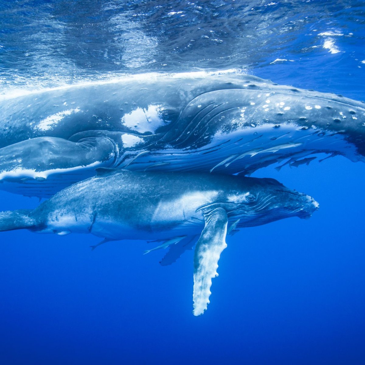 Океан Китенок