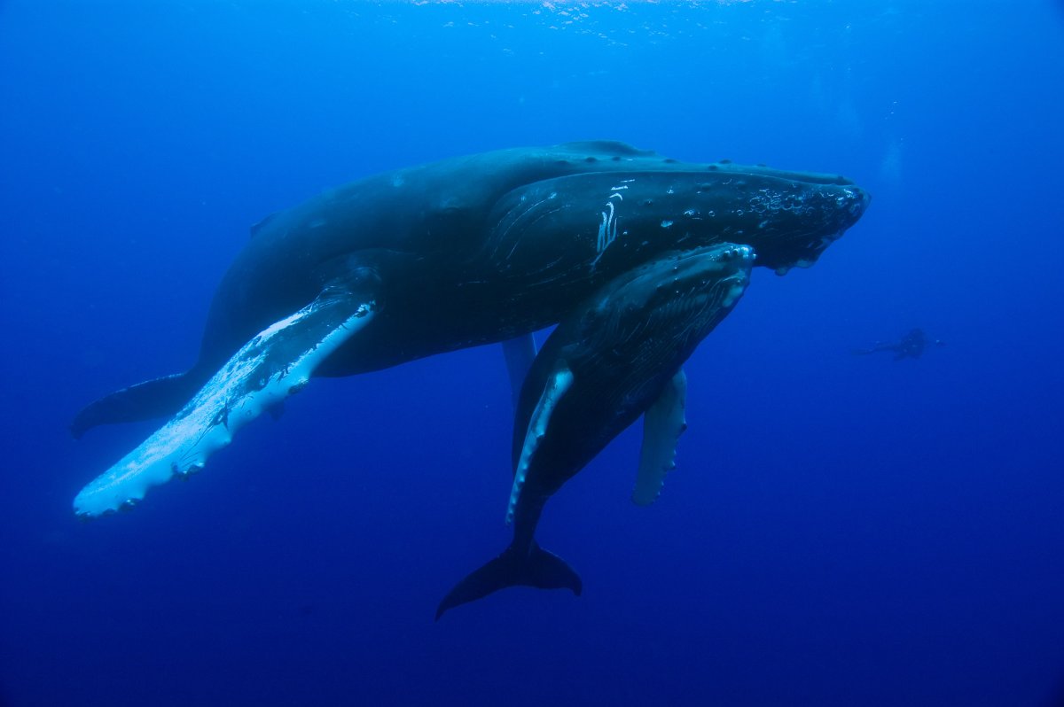 Кит Горбач с детенышем