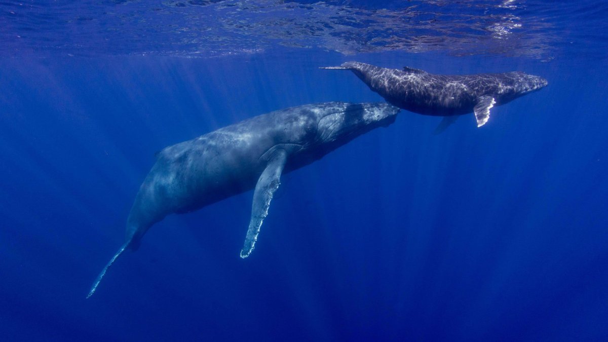 Касатка Дельфин и Белуха