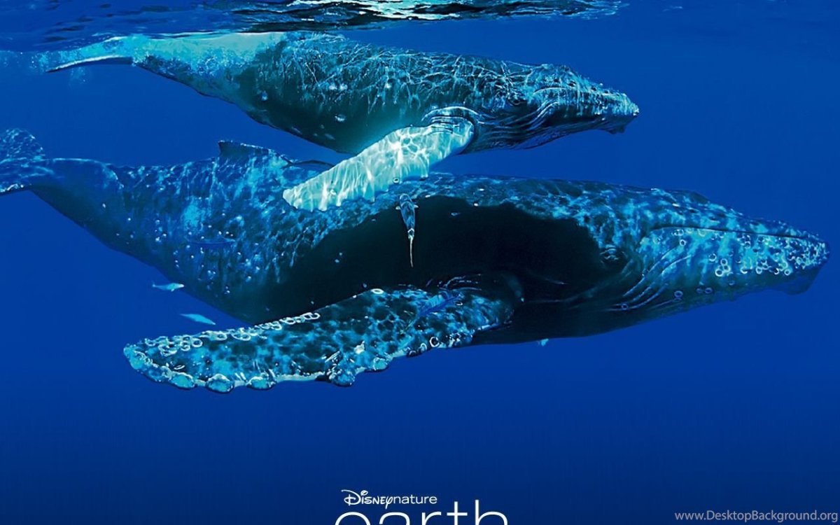 Дельфин глобицефал