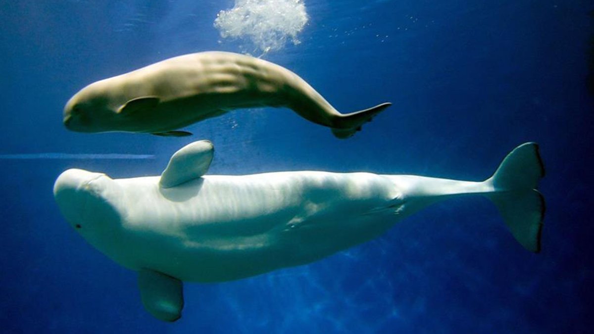 Отряд дельфиновых