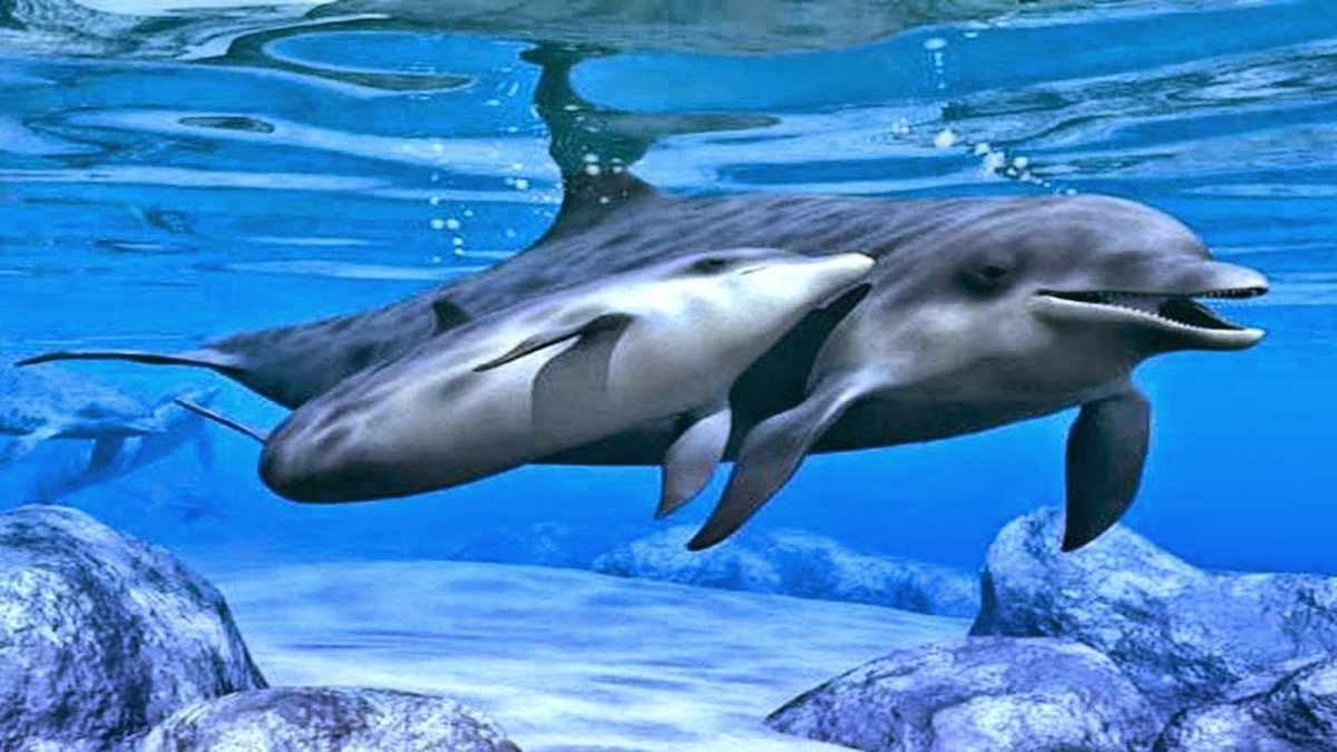 Касатка и Дельфин
