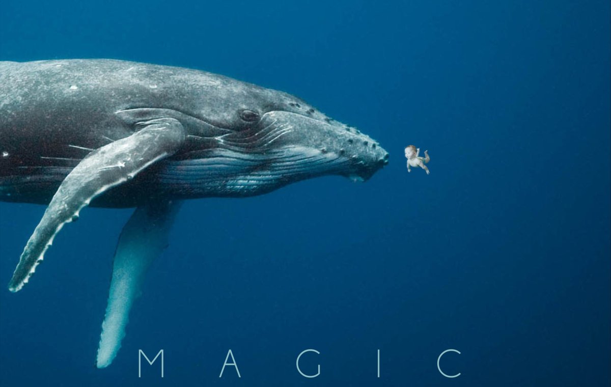 Синий кит с китенком