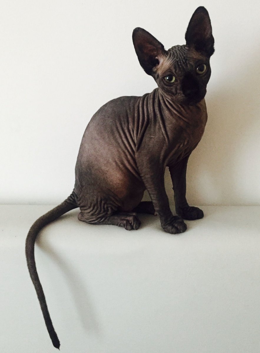 Донской сфинкс черный