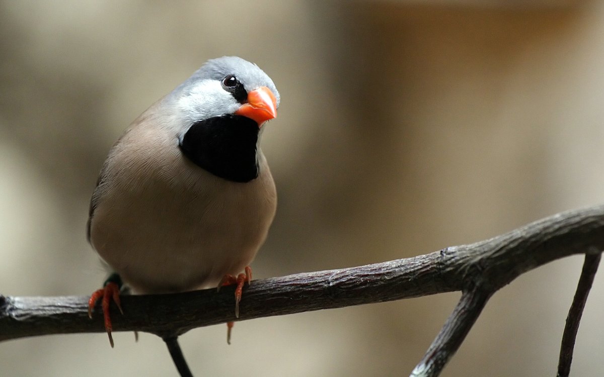 Хохлатая зебровая амадина